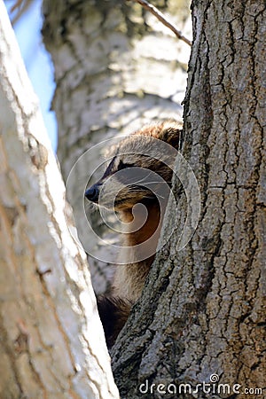 Raccoon Stock Photo