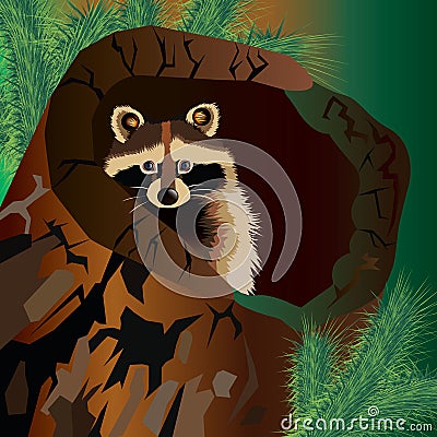 Raccoon vector cute wild wildlife animal Vector Illustration