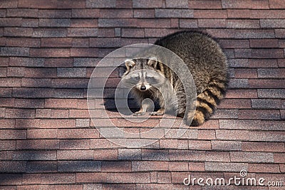 Urban Raccoon On Roof in Toronto, Canada Stock Photo