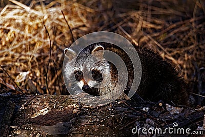 Raccoon In The Woods. Stock Photo