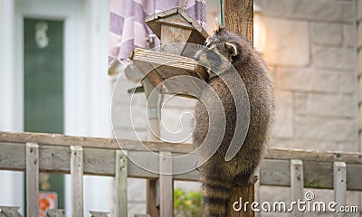 Raccoon (Procyon lotor) on a bird feeder, eastern Ontario. Masked mammal looks for and finds an easy meal. Stock Photo