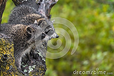 Raccoons Procyon lotor Side By Side Profile Look into Right Copy Space Autumn Stock Photo