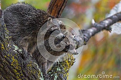 Raccoons Procyon lotor Sit Together Looking Right in Tree in Rain Autumn Stock Photo