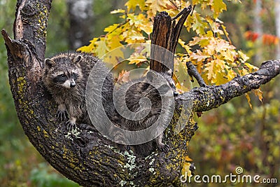 Raccoons Procyon lotor Sit Together in Tree in Rain One Paw Up Autumn Stock Photo