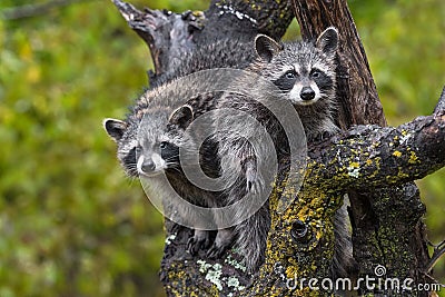 Raccoons Procyon lotor Stare Out From Tree in Rain Autumn Stock Photo