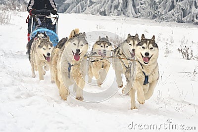 Race of draft dogs on snow. Stock Photo