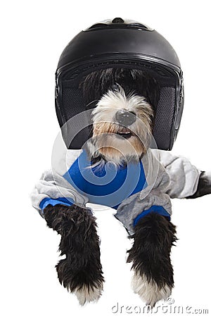 Race driver dog Stock Photo