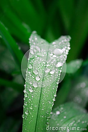 Race drops on foliage. Stock Photo