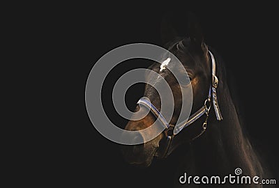 Race horse on black background, Lithuania Stock Photo