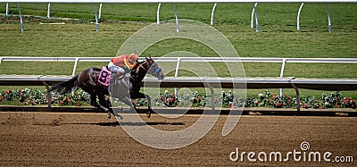 Race Horse, Del Mar, California Editorial Stock Photo