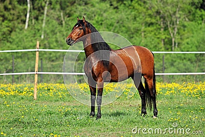 Race horse on the green meadow Stock Photo