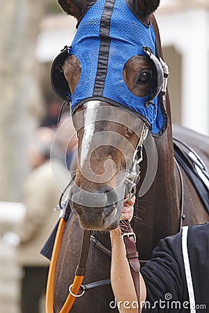 Race horse head with blinkers. Paddock area. Editorial Stock Photo