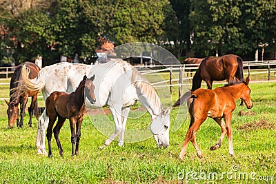 Race Horses Foals Stock Photo