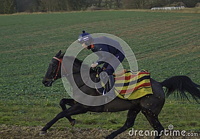 Racehorse on the gallops in Shropshire Editorial Stock Photo