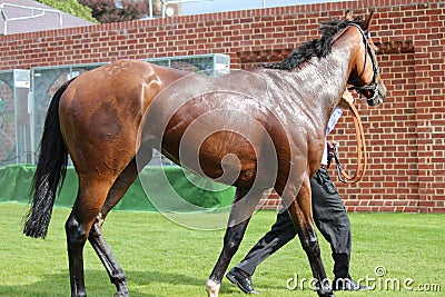 Racehorse After the Race, York Races, August 2015. Editorial Stock Photo