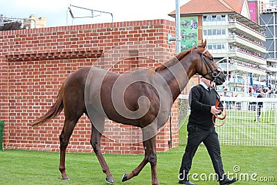 Racehorse After the Race, York Races, August 2015. Editorial Stock Photo