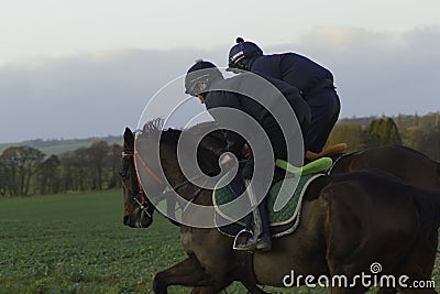 Racehorses on the gallops in Shropshire Editorial Stock Photo