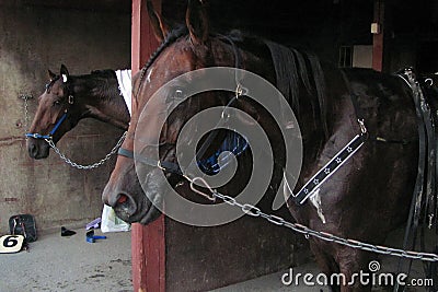 Racehorses after racing. Stock Photo