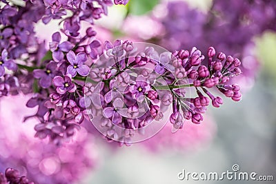 Racemose red violet lilac flower Stock Photo