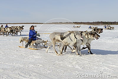 Races on reindeer sled in the Reindeer Herder's Day on Yamal Editorial Stock Photo