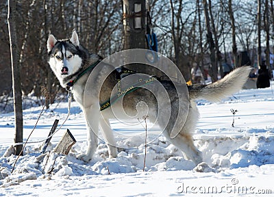 Races Editorial Stock Photo