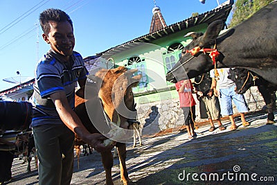 Racing Dairy Cattle Editorial Stock Photo