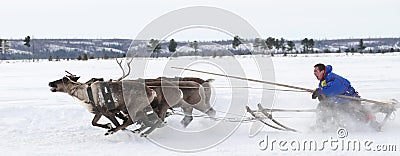 Racing on deer during holiday of the reindeer. Editorial Stock Photo