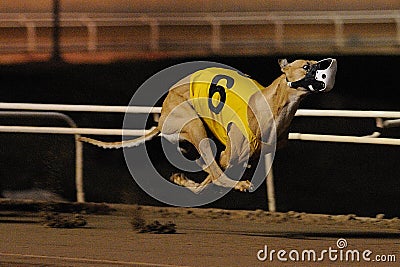 Racing Greyhound Airborne Editorial Stock Photo