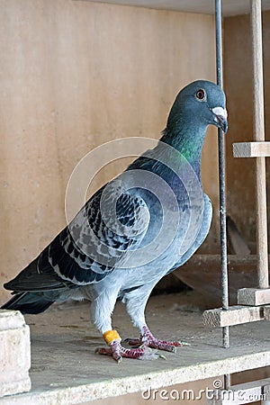 Racing pigeon Stock Photo