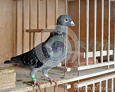 Racing pigeon moulting Stock Photo