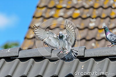 Racing pigeon spreads its wings to land on the roof of its loft Stock Photo