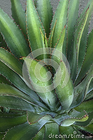 Racing Stripes Mangave plant Stock Photo