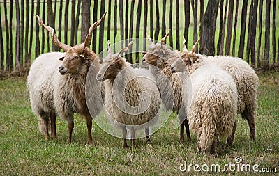 Racka sheep Stock Photo