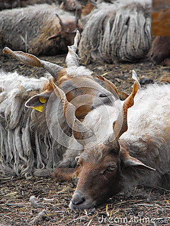 Racka sheep resting together Stock Photo