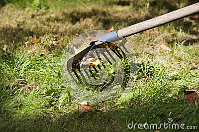 Racking the grass autumn time Stock Photo