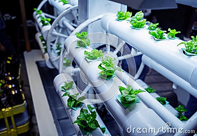 Racks with young microgreens in pots under led lamps in hydroponics vertical farms. Stock Photo