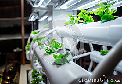 Racks with young microgreens in pots under led lamps in hydroponics vertical farms. Stock Photo