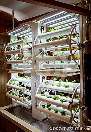 Racks with young microgreens in pots under led lamps in hydroponics vertical farms. Stock Photo