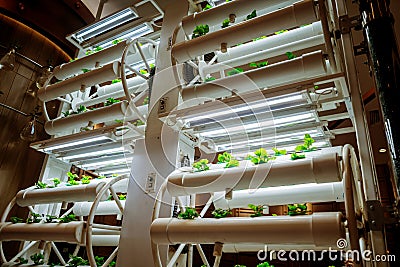 Racks with young microgreens in pots under led lamps in hydroponics vertical farms. Stock Photo