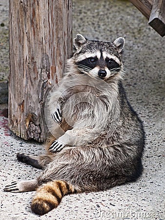 Racoon Stock Photo