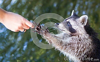 Racoon begging for food Stock Photo