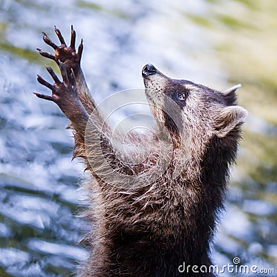 Racoon begging for food Stock Photo