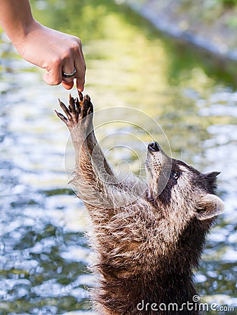 Racoon begging for food Stock Photo