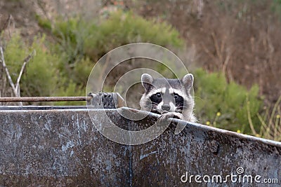 Racoon on a dumpster Stock Photo