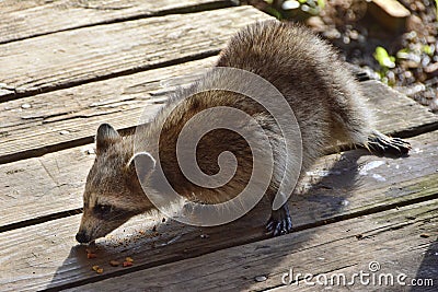 Racoon Eating Stock Photo