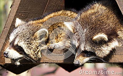 Racoon Stock Photo