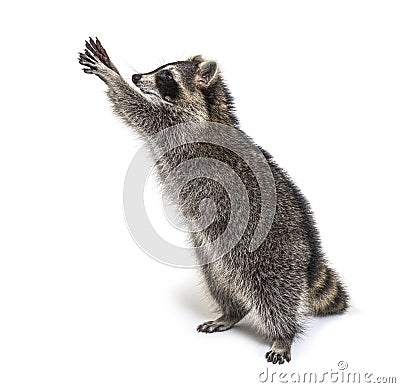 Racoon on hind legs, trying to reaching up, Curiosity Stock Photo