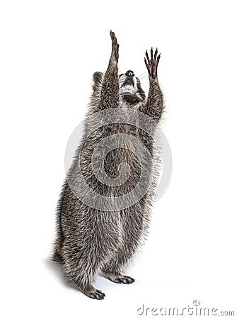 Racoon on hind legs, trying to reaching up Stock Photo