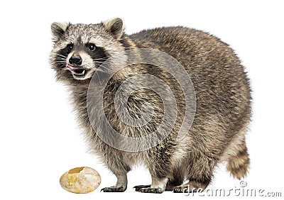 Racoon, Procyon Iotor, standing, eating an egg, isolated Stock Photo