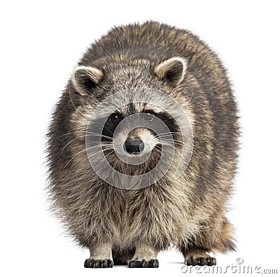 Racoon, Procyon Iotor, standing Stock Photo